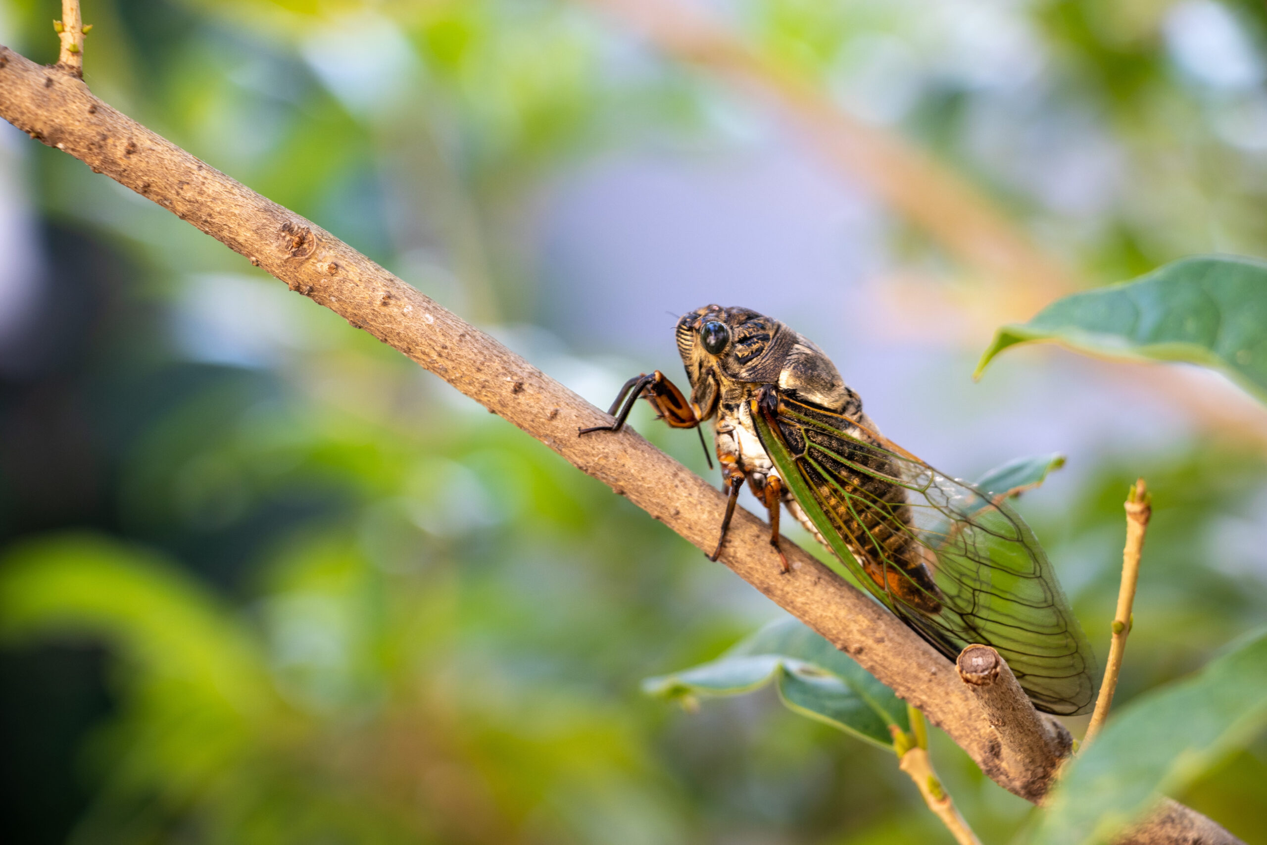 Side view of a large cicada on a branch