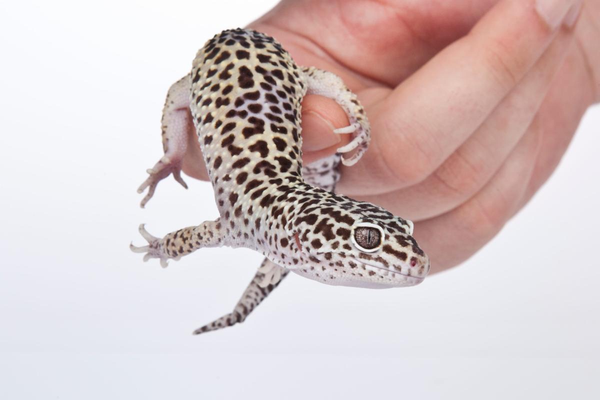 LeopardGecko
